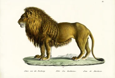 Lion de Barbarie, 1824